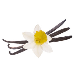 vanilla pods with flower  isolated on white background