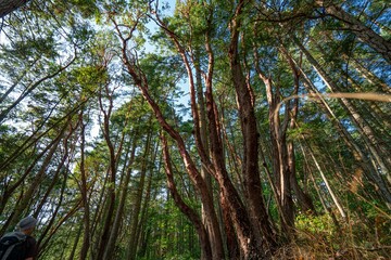 Arbutus trees