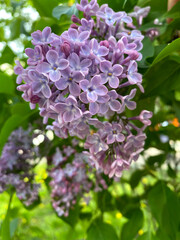 purple lilac flowers bright  inflorescence 