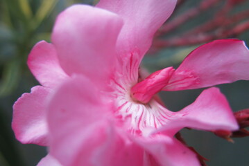 Fototapeta na wymiar Fleure de laurier rose en pleine floraison pendant l'été tres belle fleure 