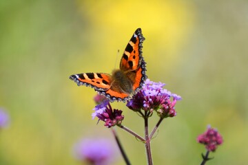 Fototapeta na wymiar small tortoiseshell butterfly, Aglais urticae, on purple loosestrife and verbena blossom