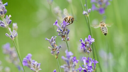 Honigbienen an Lavendelblüten