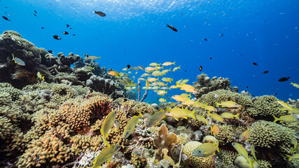 Fototapeta na wymiar Seascape in turquoise water of coral reef in Caribbean Sea / Curacao with Grunt, coral and sponge