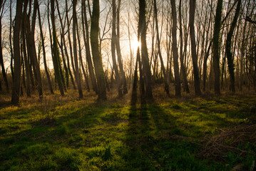 Fototapeta premium Foret