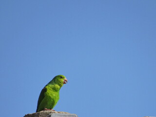 low view of a small green parrot, contrasting with the cloudless blue sky.