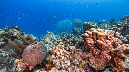 Seascape in turquoise water of coral reef in Caribbean Sea / Curacao with fish, coral and sponge