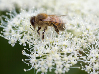 bee on a flower