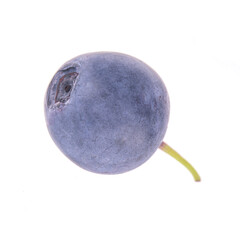 single fresh blueberry isolated on white