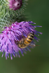 bee on a flower