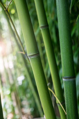 Fototapeta premium Closeup of bamboo forest in a japanese garden