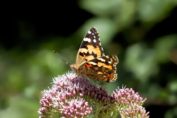 A Painted Lady Butterfly nectaring on small pink flowers.
