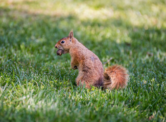 Squirrel sit on green grass.