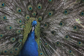 peacock with feathers out