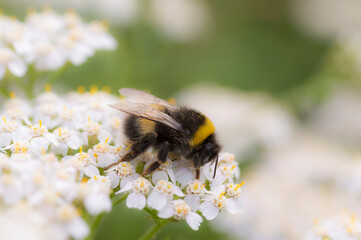 bee on a flower