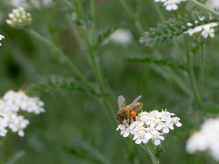 bee on a flower