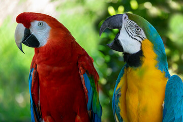 blue and yellow macaw and scarlet macaw talking