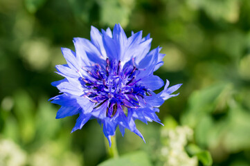 blue  flower