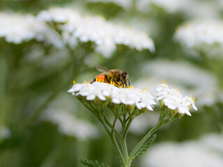 bee on a flower