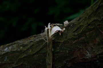  Broken branch in the forest
