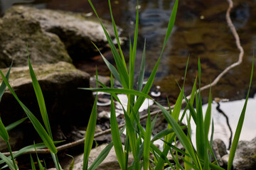 Grass on the river