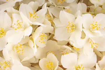 heap of white jasmine flowers background