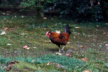 nature, farm, ecology concept - image of a thoroughbred rooster