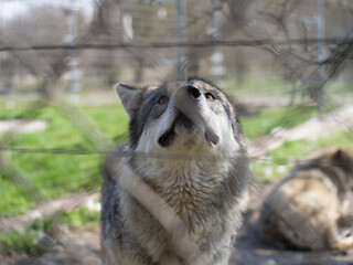 Cute wolf behind grid in cage