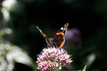 A Red Admiral Butterfly nectaring on pink flowers.