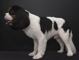 Cavalier King Charles Spaniel dog after grooming on a black background