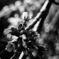 black and white blossom
