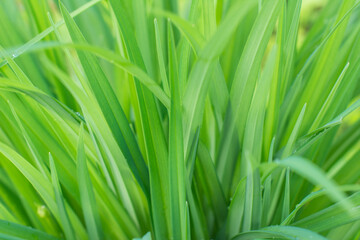 Fresh green grass. Sunlight, day, bright juicy