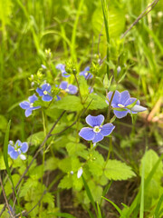 forget me not flowers Veronica chamaedrys violet 