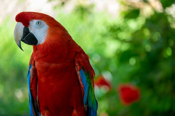 red and green macaw
