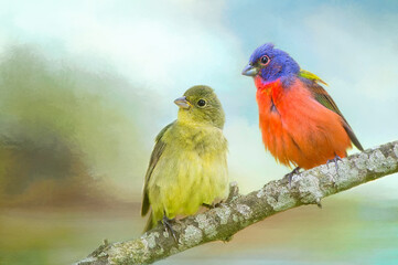 Pair of Painted Buntings Perched on Branch in South Central Louisiana in Spring