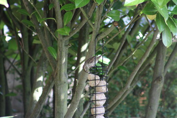 bird on birdfeeder