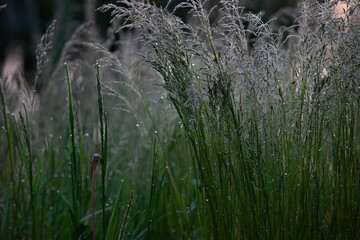 Ears and grass covered with dew drops