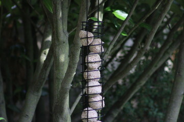 birdfeeder