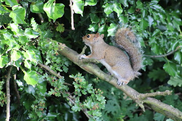 squirrel in the park