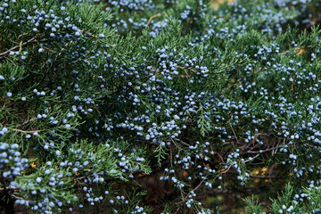 nature ecology and healthy food concept. close up of a juniper bush with berries
