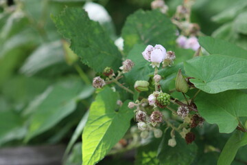 pink and white flowers