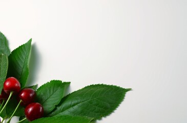 red cherries on a branch