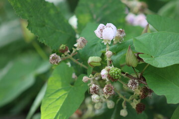 apple tree blossom