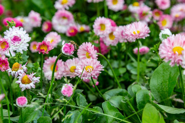 Glade of daisy bellis perennis flowers and a bee on one of the flowers.Horizontal orientation. © Sander Studio