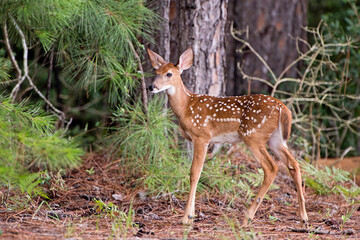Deer Fawn in Pine Forest in Central Louisiana