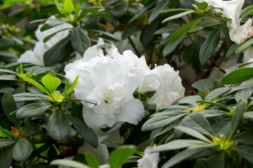 Azalea flower blooming on the springtime in park