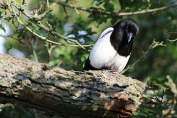 magpie on branch
