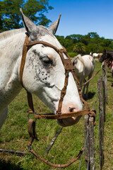Close-up of the head of a Creole horse on the day of tradition in San Antonio de Areco, Argentina.