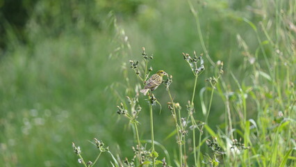 European serin