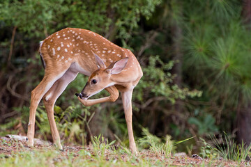 Naklejka na ściany i meble Spotted Fawn Preening Itself in Forest in Central Louisiana
