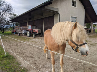 Horse in front of a farm and tractor